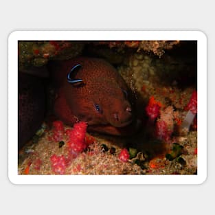 Eel in a Reef Sticker